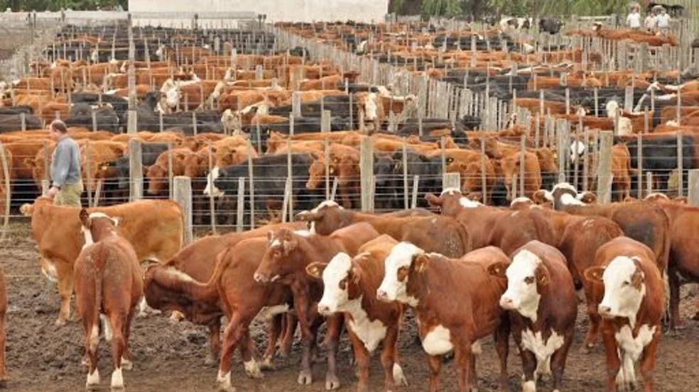 Precio de la carne: la hacienda para faena cede ante un leve repunte de la oferta